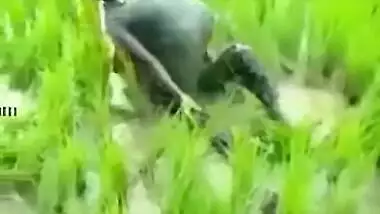 Worker sees Indian lovers who are going to have sex on the field